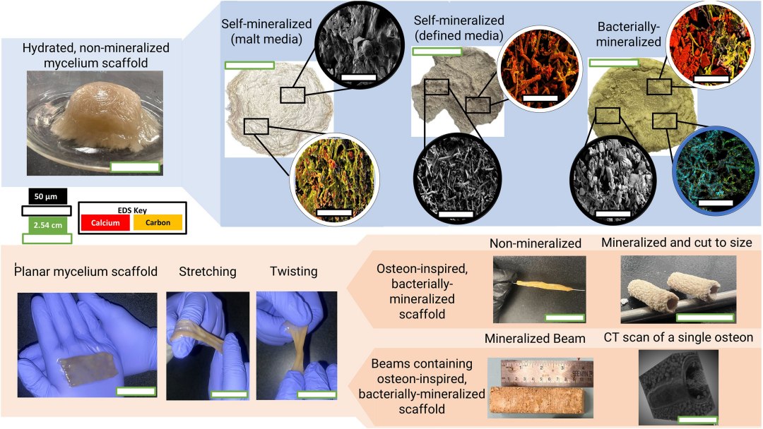 Bioconstruo: Material de construo  base de fungos e bactrias vivas