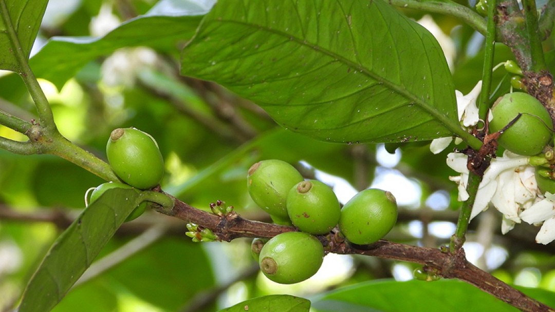 Folhas de caf viram nanopartculas e componentes eletrnicos para computao verde