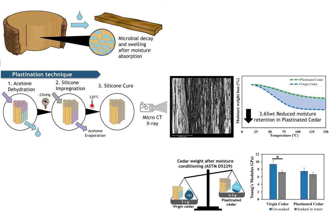 Tcnica para fazer mmias vai ajudar a preservar a madeira