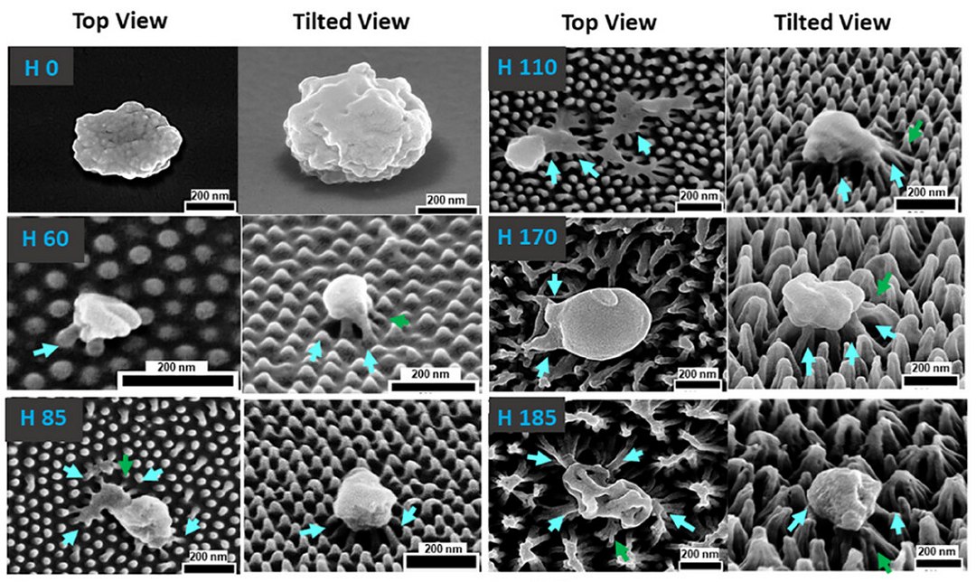 Filme plástico com nanotecnologia destrói vírus por contato