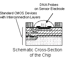 Chip DNA abre novas possibilidades em testes genticos