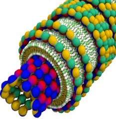 Bio-nanotubos inteligentes podero levar medicamentos a clulas