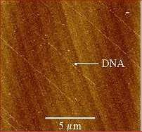 Convergncia da biologia e da eletrnica gera biochips feitos com DNA