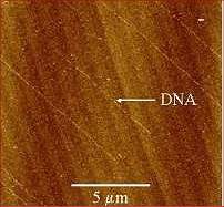 Convergncia da biologia e da eletrnica gera biochips feitos com DNA