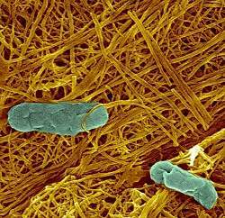 Bactria produz nanotubos semicondutores por processo biolgico natural