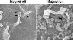 Medicamentos substitudos por campos magnticos em tcnica nanobiotecnolgica
