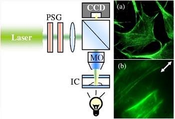 Cientistas movimentam clulas vivas usando apenas luz