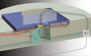 Biochip permite sequenciar moluclas grandes de DNA