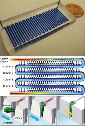 Fbrica de clones ganha verso para drosfilas