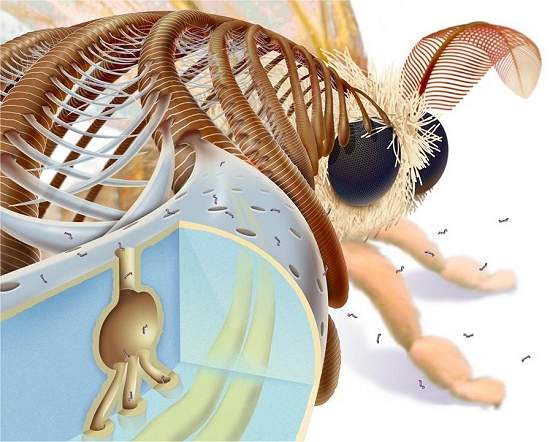 Antena de mariposa inspira nanotecnologia para estudar Mal de Alzheimer