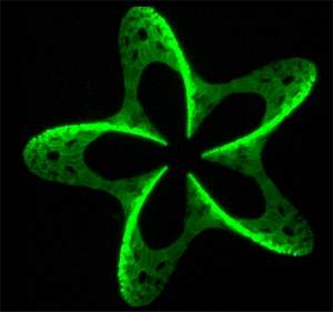 Sonho da nanotecnologia: Laser cria objetos 3D com resoluo molecular