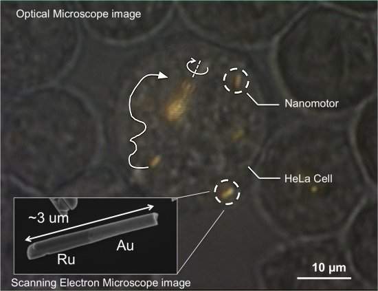 Viagem Fantástica: Nanomotores viajam dentro de células vivas
