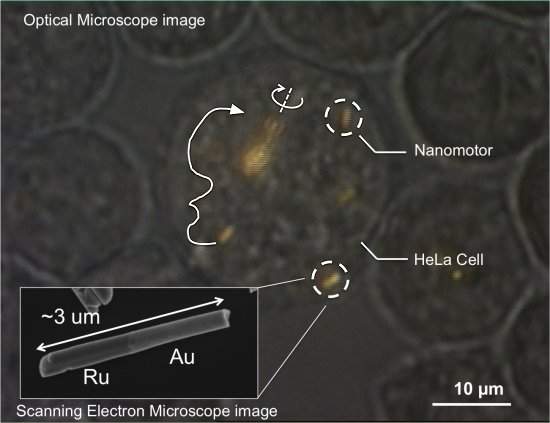 Viagem Fantstica: Nanomotores viajam dentro de clulas vivas