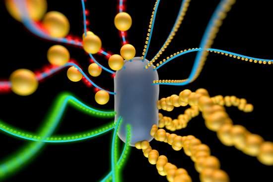 Materiais vivos junta bactrias com nanopartculas