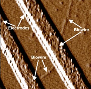 Biofio produzido por bactria deixa nanoeletrnica mais verde