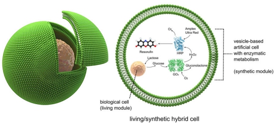 Célula híbrida artificial e biológica funciona como fábrica química