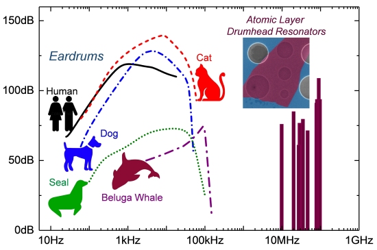 Nano-ouvido supera tmpano humano e atinge audio de gatos