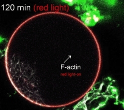 Células artificiais com fotossíntese abrem múltiplos caminhos