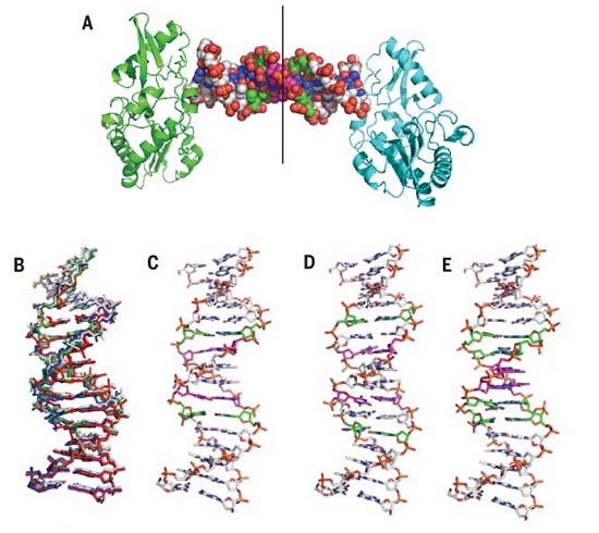 Hachimoji: DNA sintético de oito letras ajuda a imaginar vida alienígena