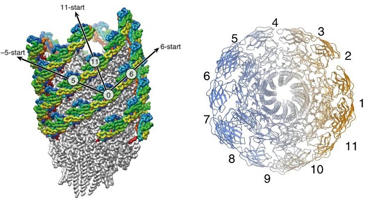 Junta universal biolgica  fotografada pela primeira vez