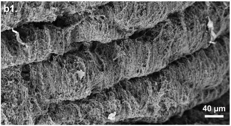 Bactrias funcionam como micro-impressoras 3D