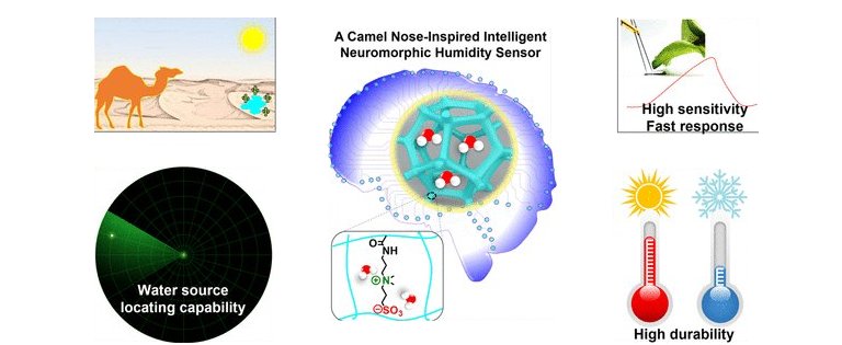Nariz de camelos inspira sensor de umidade que pode chegar aos computadores