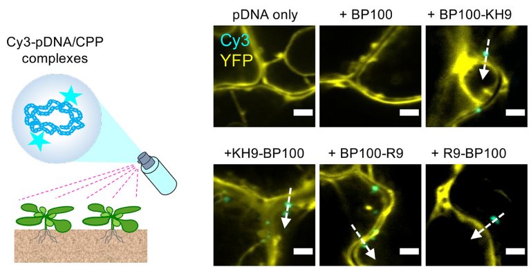 Pulverizao gentica melhora colheitas sem plantas geneticamente modificadas