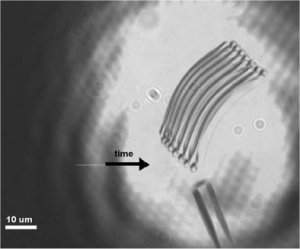 Cientistas demonstram sustentao gerada pela luz