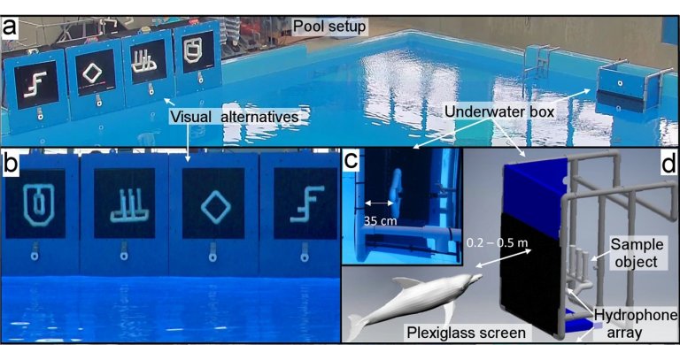 Sonar compacto inspirado em golfinhos melhora imagens subaquticas