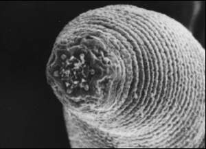 Cientistas encontram vermes em profundidade indita da Terra