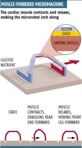 Primeiro rob movido pela fora de msculos biolgicos