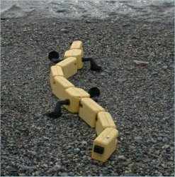 Rob-salamandra ajuda a estudar evoluo das espcies