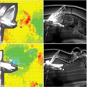 Gafanhoto vai para túnel de vento para inspirar microrrobôs voadores