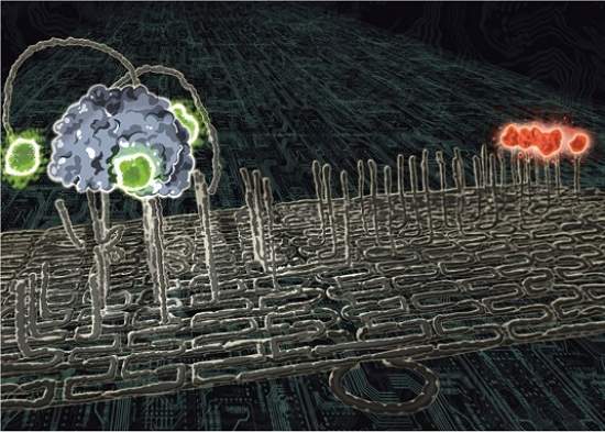 Nanorrobô feito de DNA dá os primeiros passos