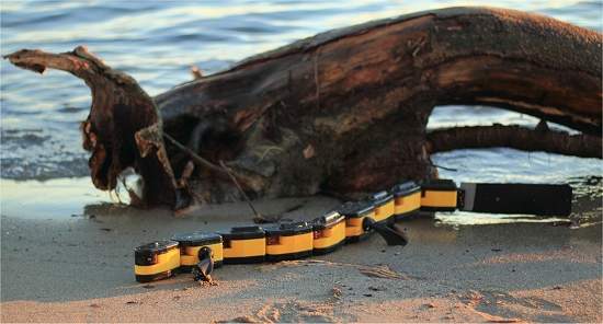 Rob salamandra tem espinha dorsal eletrnica