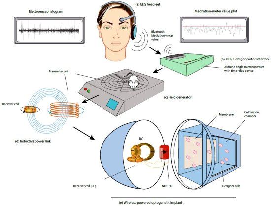 Controle seus genes com o pensamento