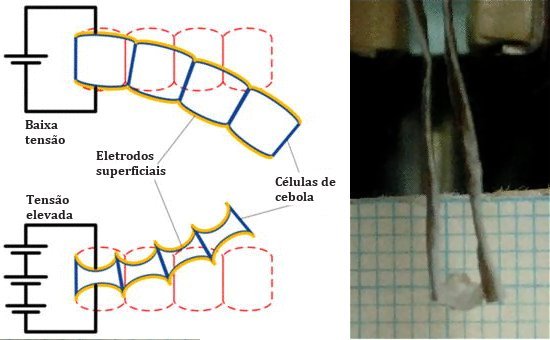 Msculo artificial de cebola  o mais verstil j feito