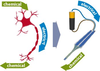 Neurnio artificial conecta-se a clulas humanas