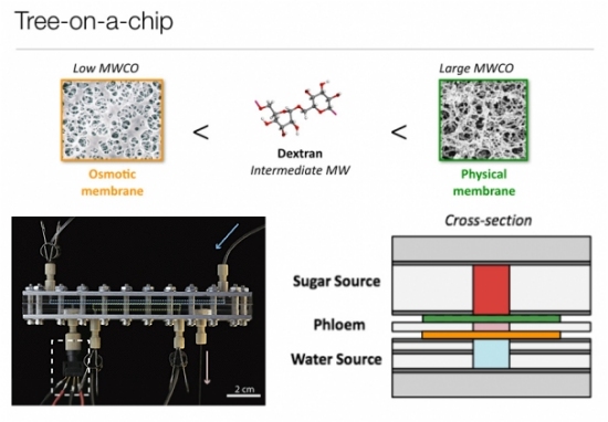 Chip que imita plantas bombeia gua sem gastar eletricidade