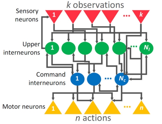 Inteligncia artificial estaciona carro usando 12 neurnios