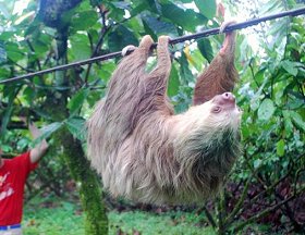 Robô-preguiça monitora ambiente no ritmo da natureza