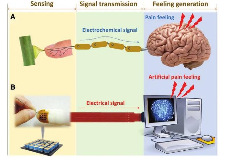 Pele eletrnica sente dor por presso e calor