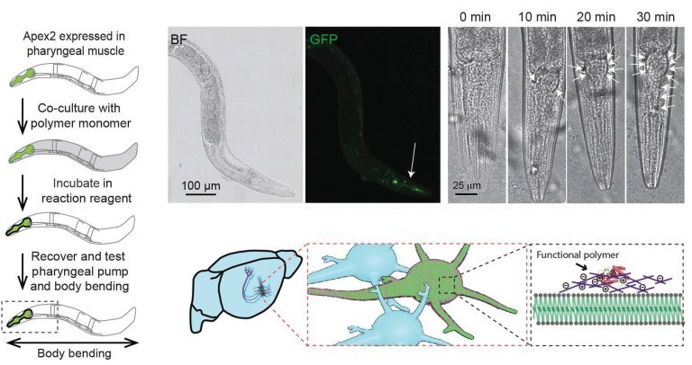 Engenharia bioeletrônica: Neurônios desenvolvem revestimentos isolantes ou condutores