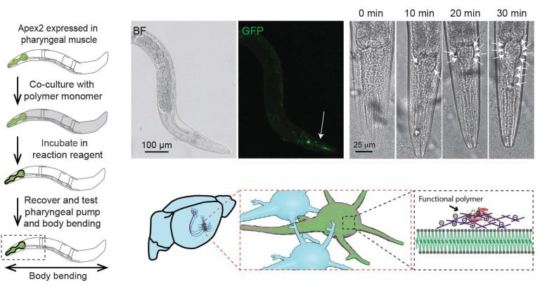 Engenharia bioeletrnica: Neurnios desenvolvem revestimentos isolantes ou condutores