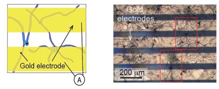 Engenharia bioeletrônica: Neurônios desenvolvem revestimentos isolantes ou condutores