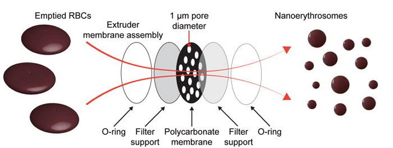 Microrrob de bactria e glbulo vermelho dribla sistema imunolgico