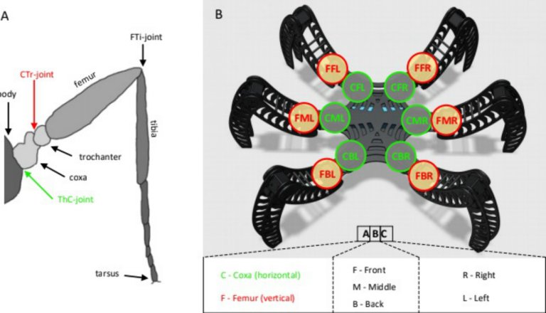 Inseto robtico com neurnios artificiais anda como um inseto de verdade