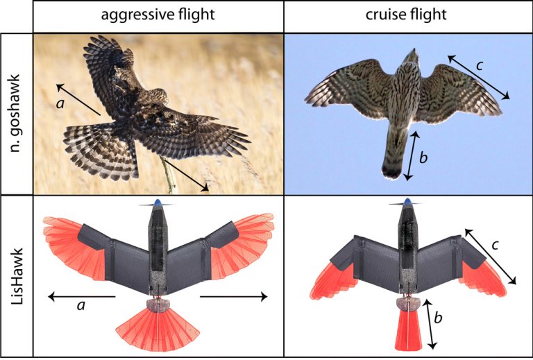 Drone-pssaro imita falco ajustando asas e cauda