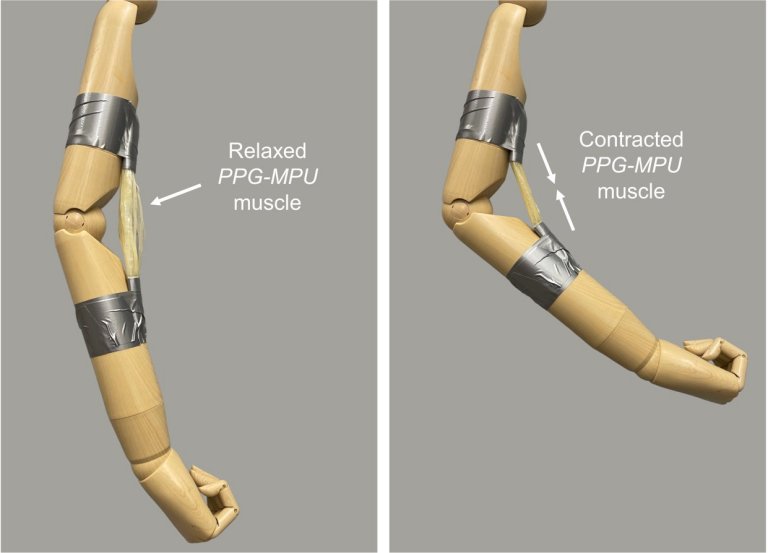 Músculo artificial finalmente consegue acionar um braço... de madeira