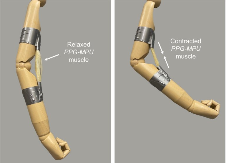 Msculo artificial finalmente consegue acionar um brao... de madeira